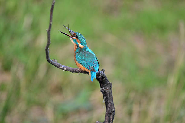 istock kingfisher male eating a fish 2238729928