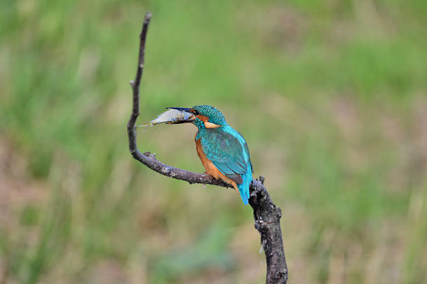 istock kingfisher male eating a fish 2238729935