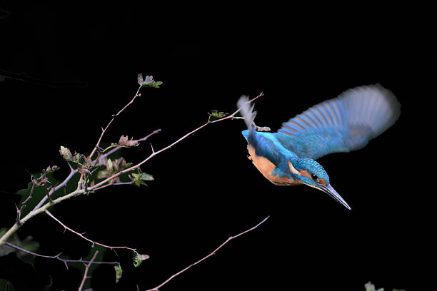 King Fisher diving 