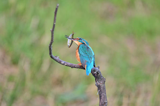istock kingfisher male eating a fish 2238730474