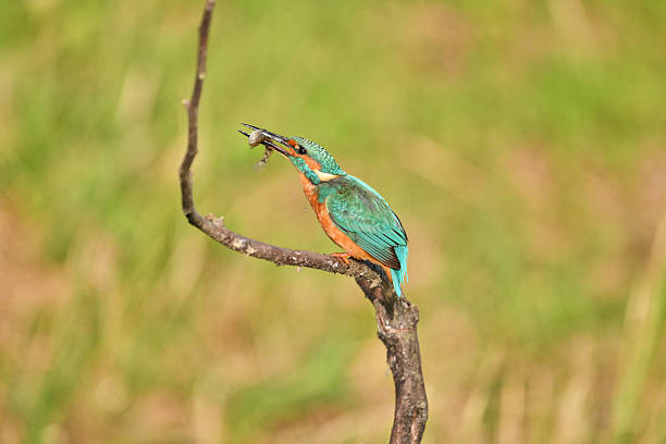 istock kingfisher eating a fish he just caught 2238730749