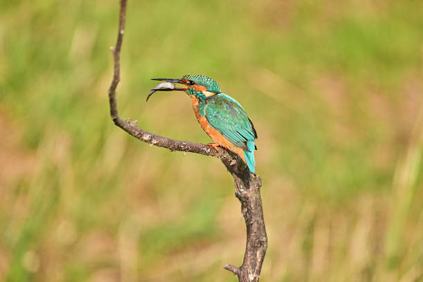 istock kingfisher eating a fish he just caught 2238730755