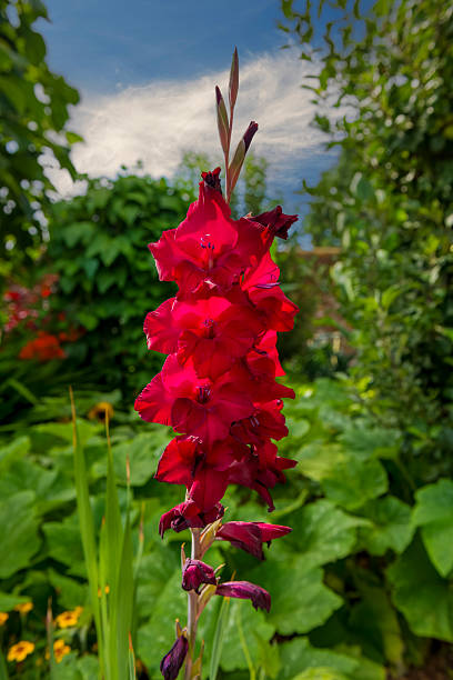 The gladiolus is a corms perennial flowering plant of the iris family and comes in a wide variety of colours.