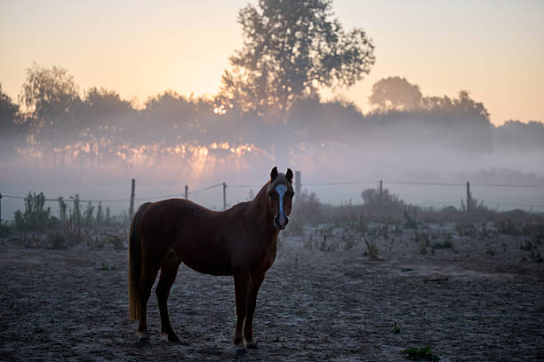 pony in the sunrise with fog