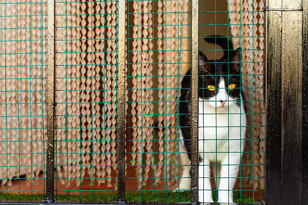 Close up image depicting a domestic black and white cat standing behind a barred doorway with a wire mesh - stopping the cat from getting out - on the city street.