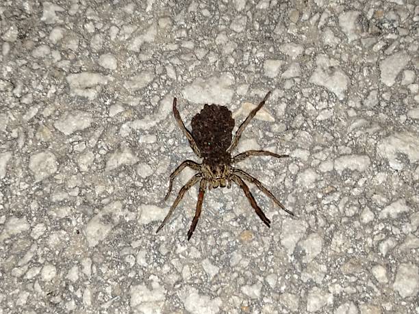 istock Spider in street 2238733579