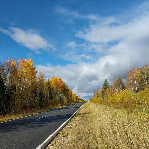 A stunning autumn vista unfolds along a smooth, empty asphalt road that curves gently into the distance under a vast, brilliant blue sky streaked with soft, drifting clouds. On both sides, trees blaze in a spectacular palette of fall colors — golden yellows, fiery oranges, deep reds, and lingering greens — creating a natural tunnel of seasonal splendor. Tall grasses and wildflowers border the roadside, their golden-brown hues complementing the forest’s vibrant tones. Sunlight bathes the scene in warm, crisp clarity, casting long shadows across the pavement and highlighting the texture of fallen leaves scattered along the edges. The composition evokes a sense of peaceful journey, freedom, and quiet contemplation — perfect for travel inspiration, nature photography, or any project celebrating the beauty of open roads and the fleeting magic of autumn. Ideal for backgrounds, social media content, or designs that capture the spirit of seasonal change and serene exploration.