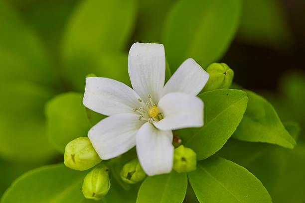 Close-up of orange Jasmine in bloom
