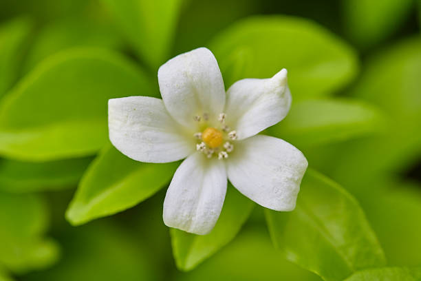 istock Close-up of orange Jasmine in bloom 2238736758