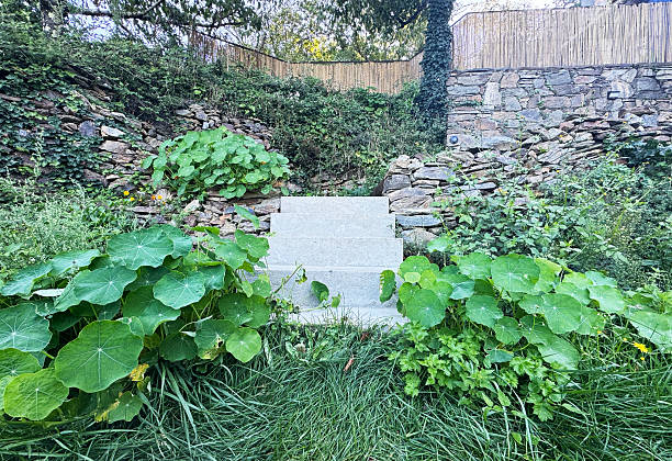 Nasturtiums (Tropaeolum majus) covering the ground at the base of some garden steps