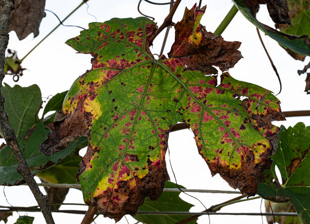 Texturized leaves found in the forest. Close up macro shots of their detail creating interesting abstract textures