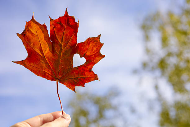 istock Autumn red maple leaf against the blue sky background 2238739579