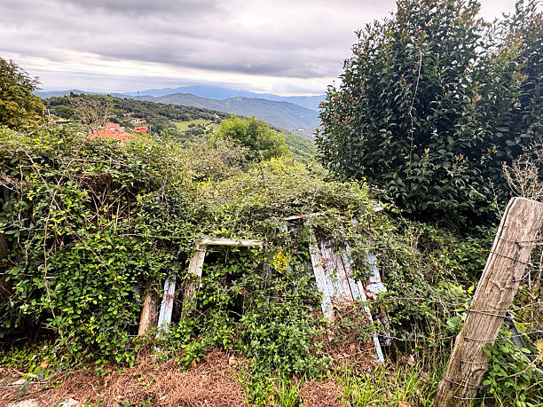 An old wooden house stands partially hidden behind dense ivy and overgrown vegetation, with a rusty fence in the foreground. The scene conveys a sense of abandonment, decay, and the reclaiming power of nature over man-made structures.