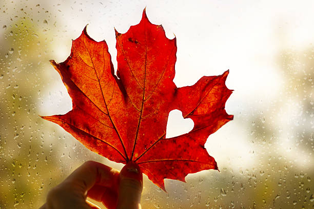 istock Wallpaper autumn, maple leaf, rain, window with raindrops 2238739785