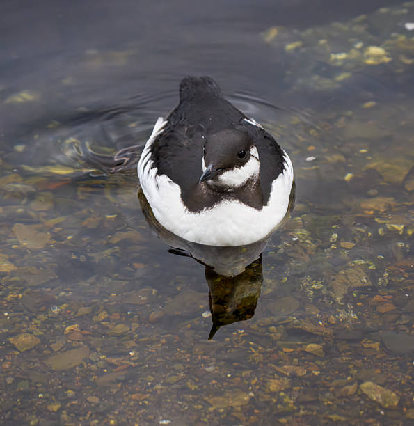 Common murres have ended up in Oslo by mistake after windy weather in the North Sea. The birds are ofter sick and undernourished and are not able to find food in the fjord. Volunteers are helping to feed and cure them.