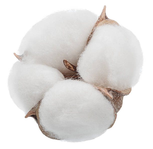 istock Fluffy cotton boll isolated on white background. File contains clipping path. 2238741287