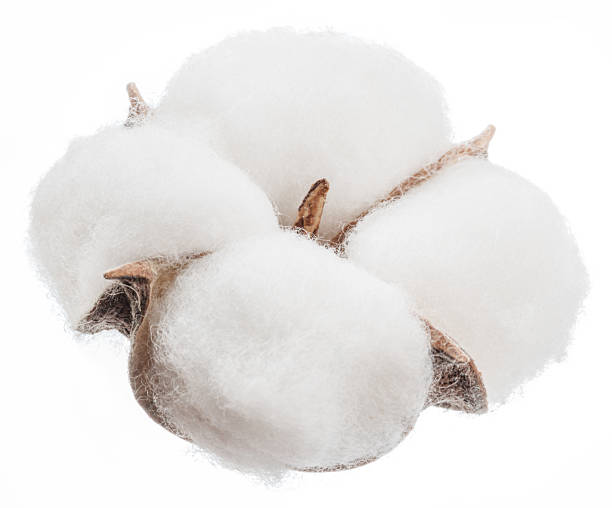 istock Fluffy cotton boll isolated on white background. File contains clipping path. 2238741292