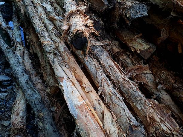 istock pile of trees. texture of galam bark. galam tree 2238741409