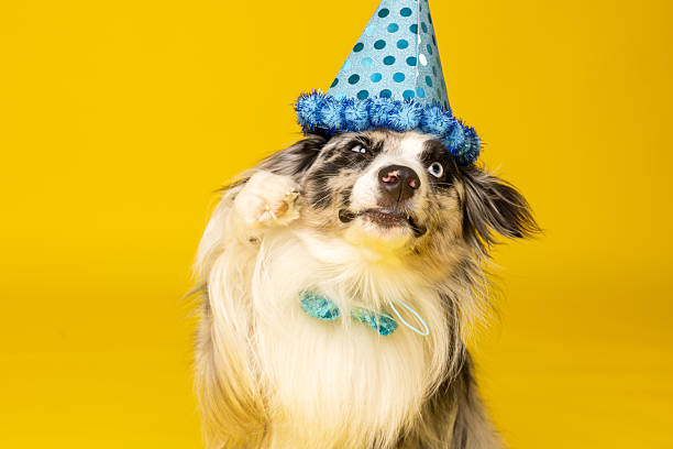 istock Australian Shepherd Birthday Party 2238742005