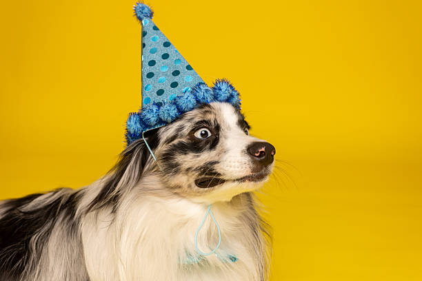 istock Dog in Blue Party Hat 2238742019