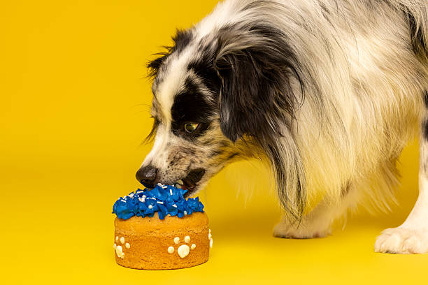istock Dog Eating Birthday Cake 2238742034