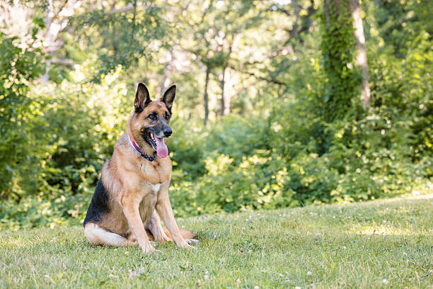 istock German Shepherd Sitting Outdoors 2238742172