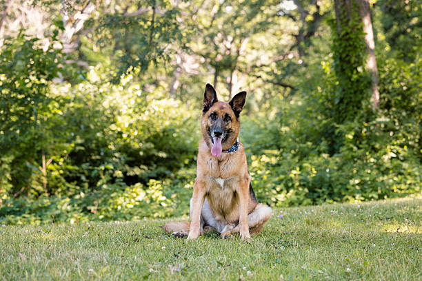 istock Belgian Malinois Sitting in the Park 2238742173