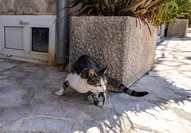 Tabby cat holding a fish in its mouth while walking on stone pavement near a large planter. Domestic cat outdoors with catch, showing natural hunting behavior and pet life. Animal with prey.