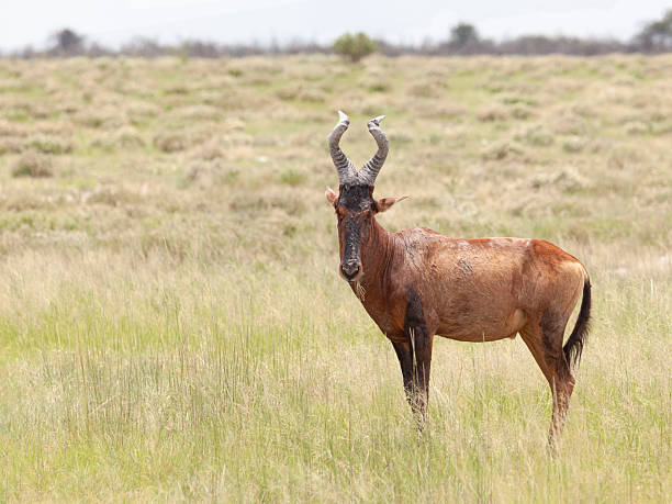 Springbok at Etosha Pan in Kunene Region, Namibia