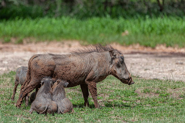 istock Common Warthog, Phacochoerus africanus, with four piglets suckling: Namibia 2238742759
