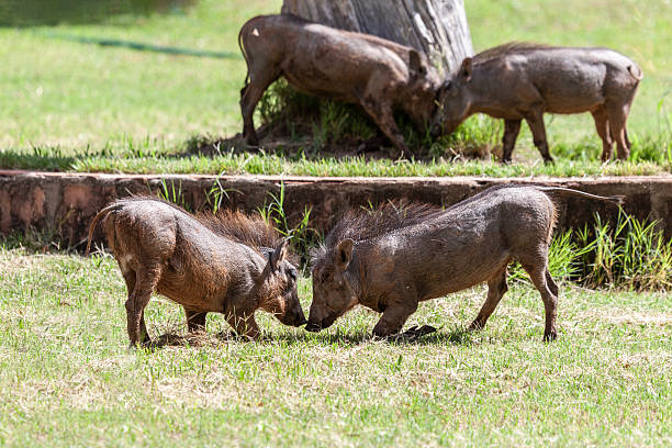 Four  Common Warthogs, Phacochoerus africanus, kneelins as they feed in the grounds of a lodge in Waterberg Plateau Park, Namibia.