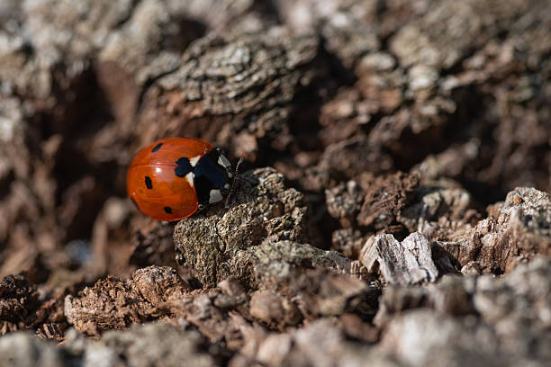 istock Close-up of a ladybird on tree bark 2238744368