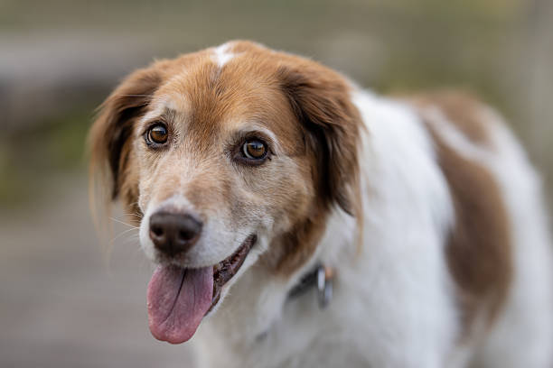 Stock photo showing close-up view of under nourished feral street dog sitting on city pedestrian path near a-frame sign.