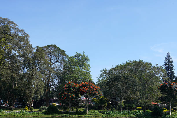 istock Trees and sky at Yercaud, Tamilnadu. 2238748825