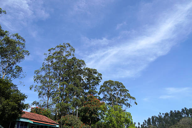 istock Trees and sky at Yercaud, Tamilnadu. 2238749192
