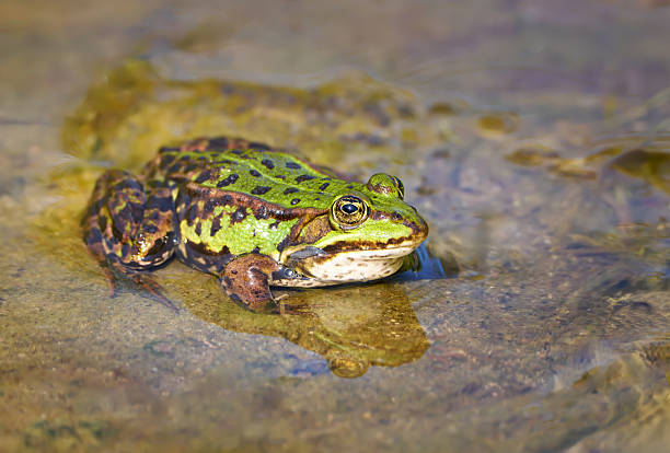 istock Common Water Frog (Pelophylax esculentus, Rana esculenta) sitting in shallow water 2238752469