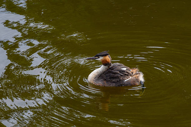 istock A great crested grebe Podiceps cristatus swimming in a pond 2238752749