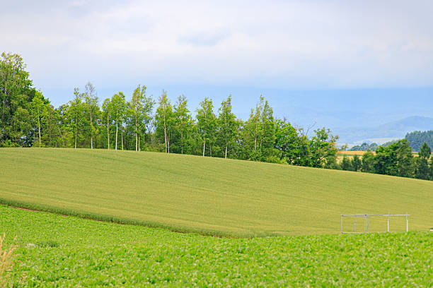 Japan Landscape