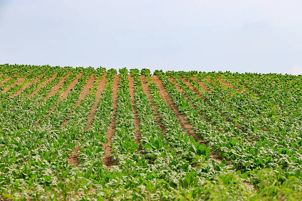 Photo taken in Madison county, North Florida. Nikon D750 with AF-S NIKKOR 24-70mm f/2.8G ED