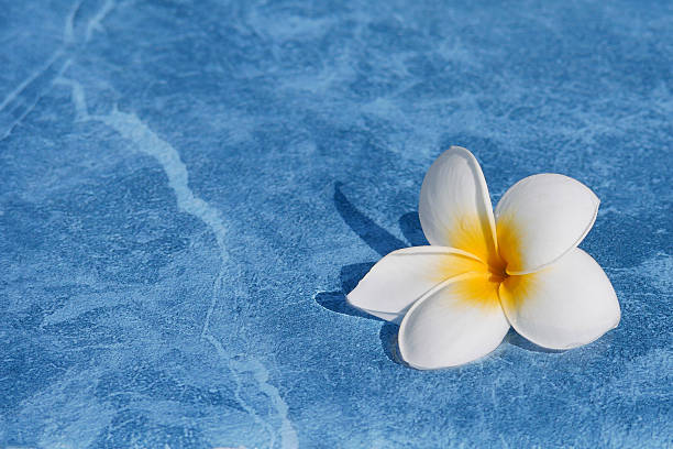 istock A plumeria flower on a blue swimming pool surface. 2238755987