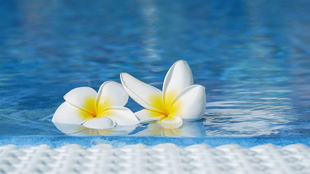 istock Two plumeria flowers float on a blue swimming pool surface. 2238756968