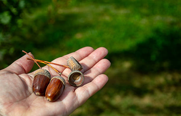 istock corns with their caps resting on an open palm 2238757327