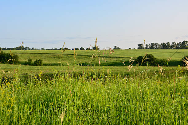 Green field in the sunset under blue sky wallpaper