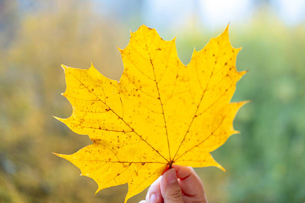 Bright yellow maple leaf held gently in female hand, soft bokeh background, cozy sweater sleeve, seasonal beauty, autumn mood concept, seasonal connection, Celebrating season's change, Cozy fall vibes