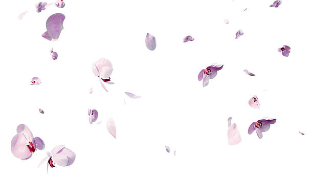 istock Pink orchid flowers and petals overlay background 3d render 2238758142