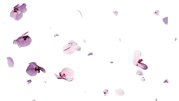 istock Pink orchid flowers and petals overlay background 3d render 2238758144
