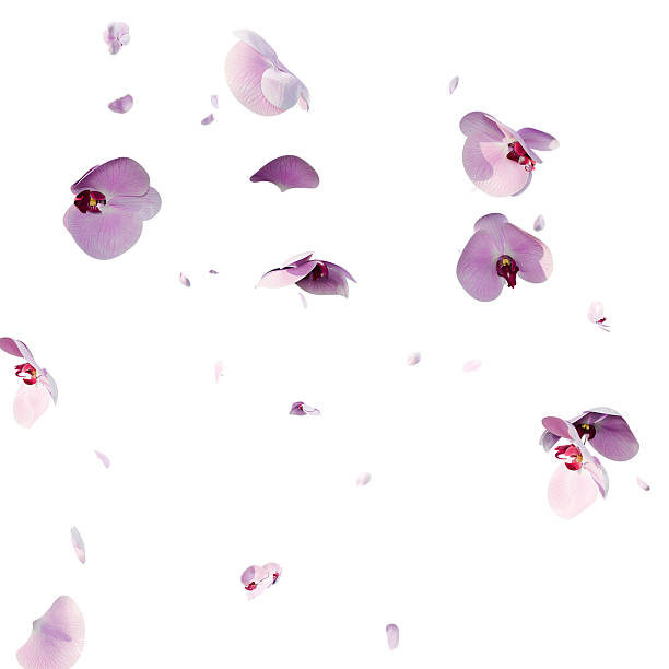 istock Pink orchid flowers and petals overlay background 3d render 2238758146