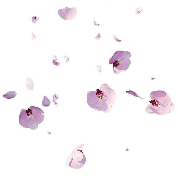 istock Pink orchid flowers and petals overlay background 3d render 2238758160
