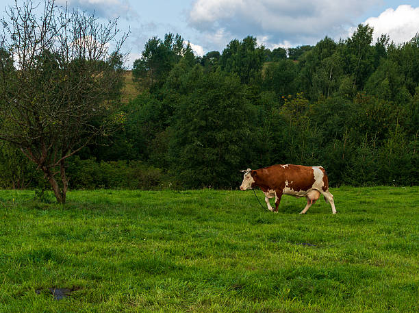 A brown and white dairy cow walks slowly across an open grassy meadow, surrounded by green trees under a cloudy summer sky. The peaceful farmland scene captures traditional livestock grazing in nature.