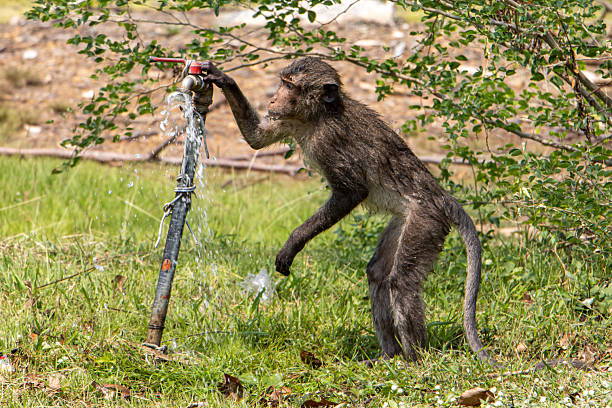 Macaque drinks water from a pipe with a tap, Thai countryside.